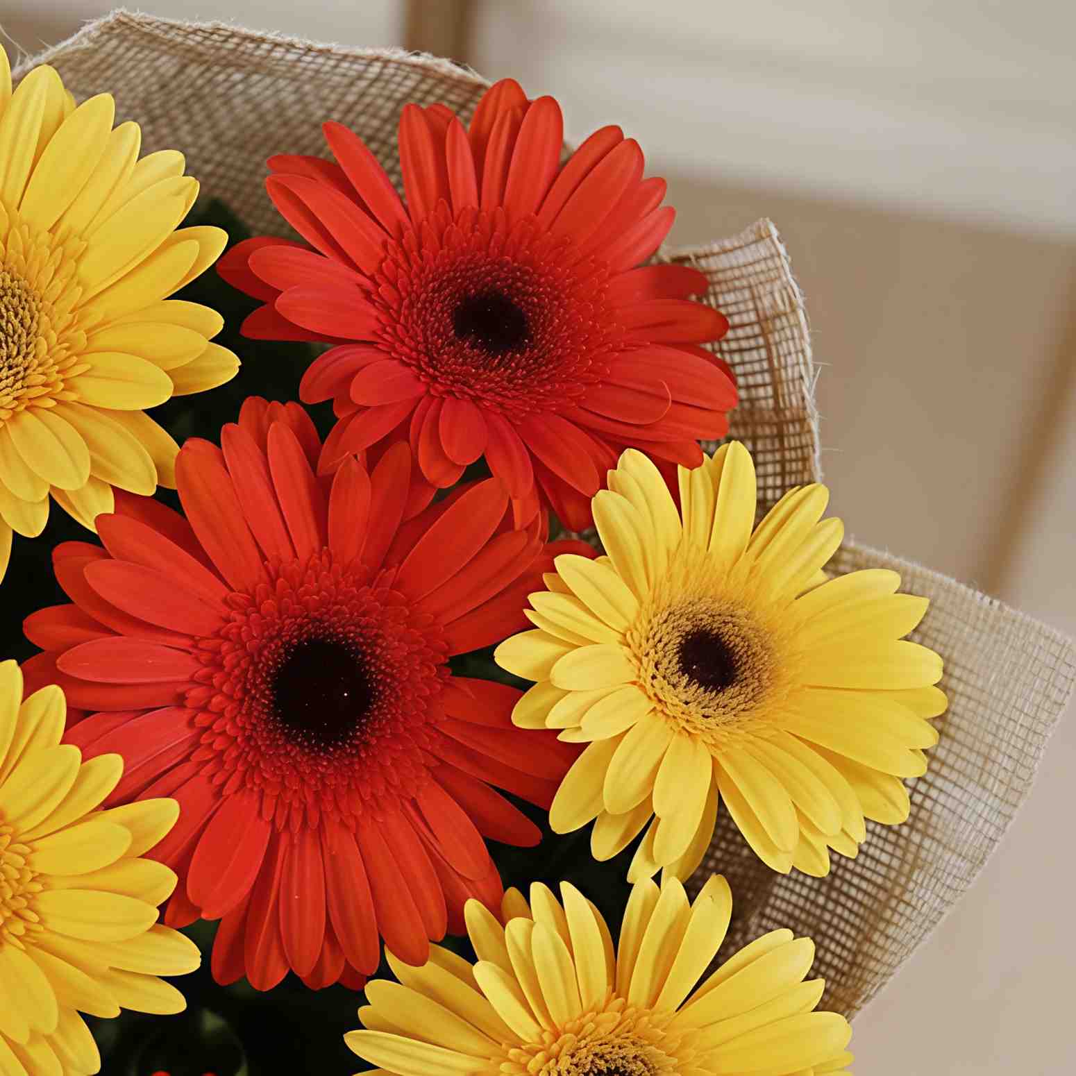 Gerberas